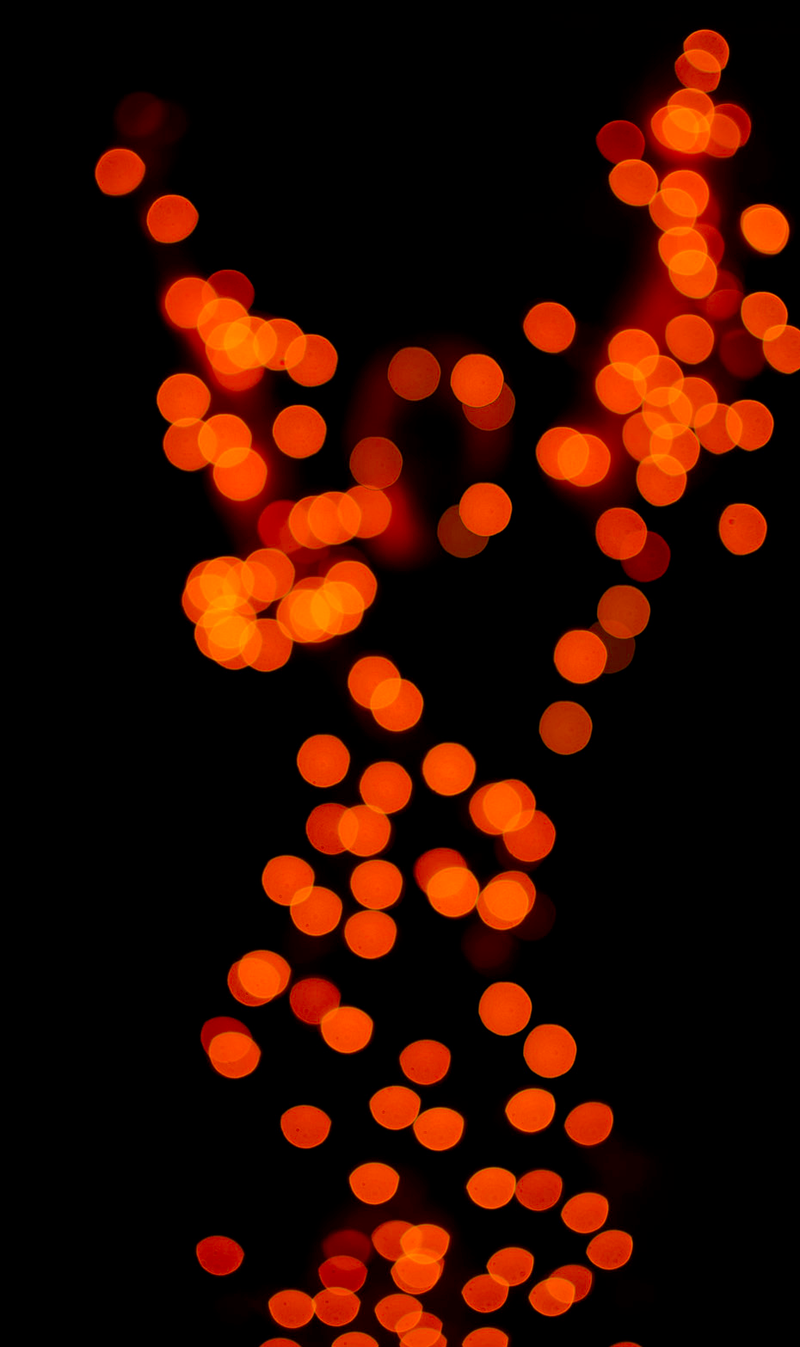 Illustration for article titled Shooting Challenge: Bokeh, Gallery 1